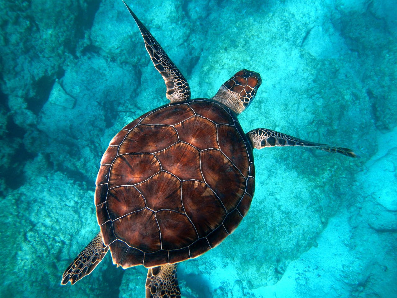 Tangalooma Wrecks & Dolphin Cruise with Transfer Category
