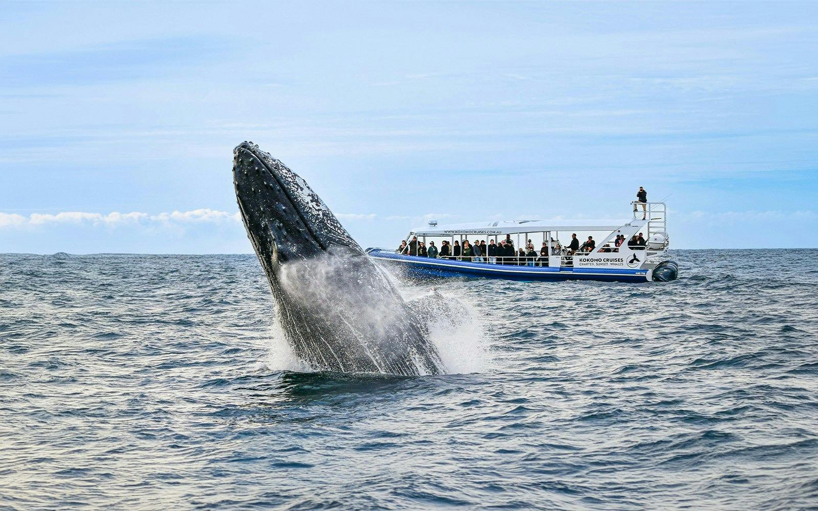 Tangalooma Wrecks & Dolphin Cruise with Transfer 