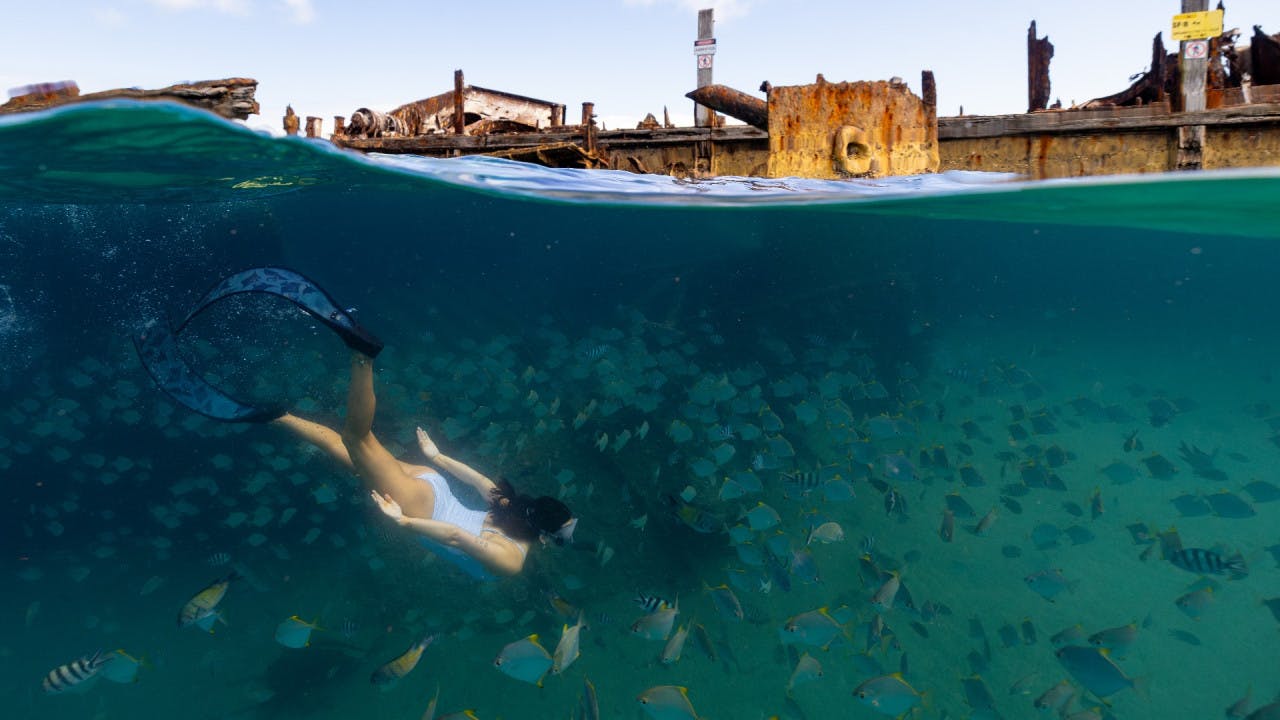 Tangalooma Wrecks & Dolphin Cruise with Transfer 