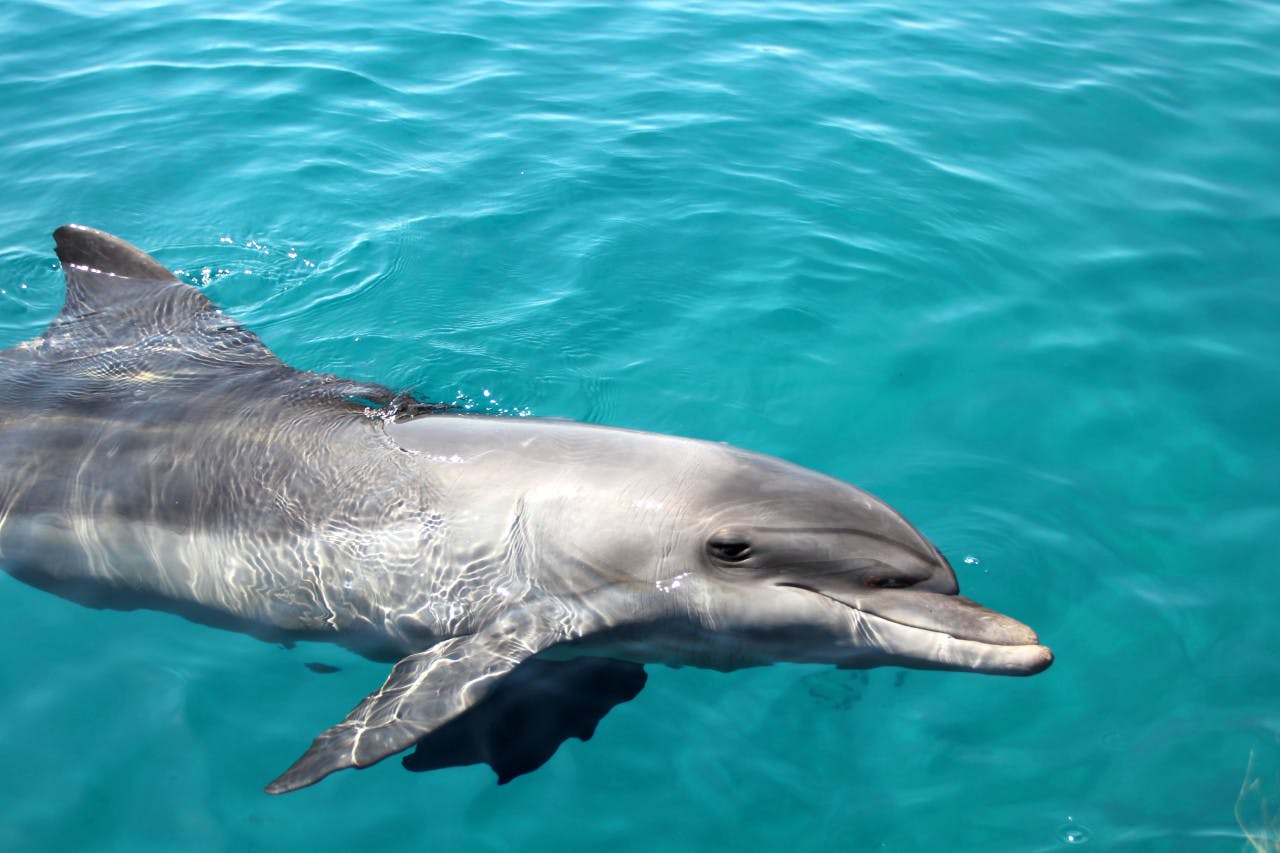 Tangalooma Wrecks & Dolphin Cruise with Transfer 