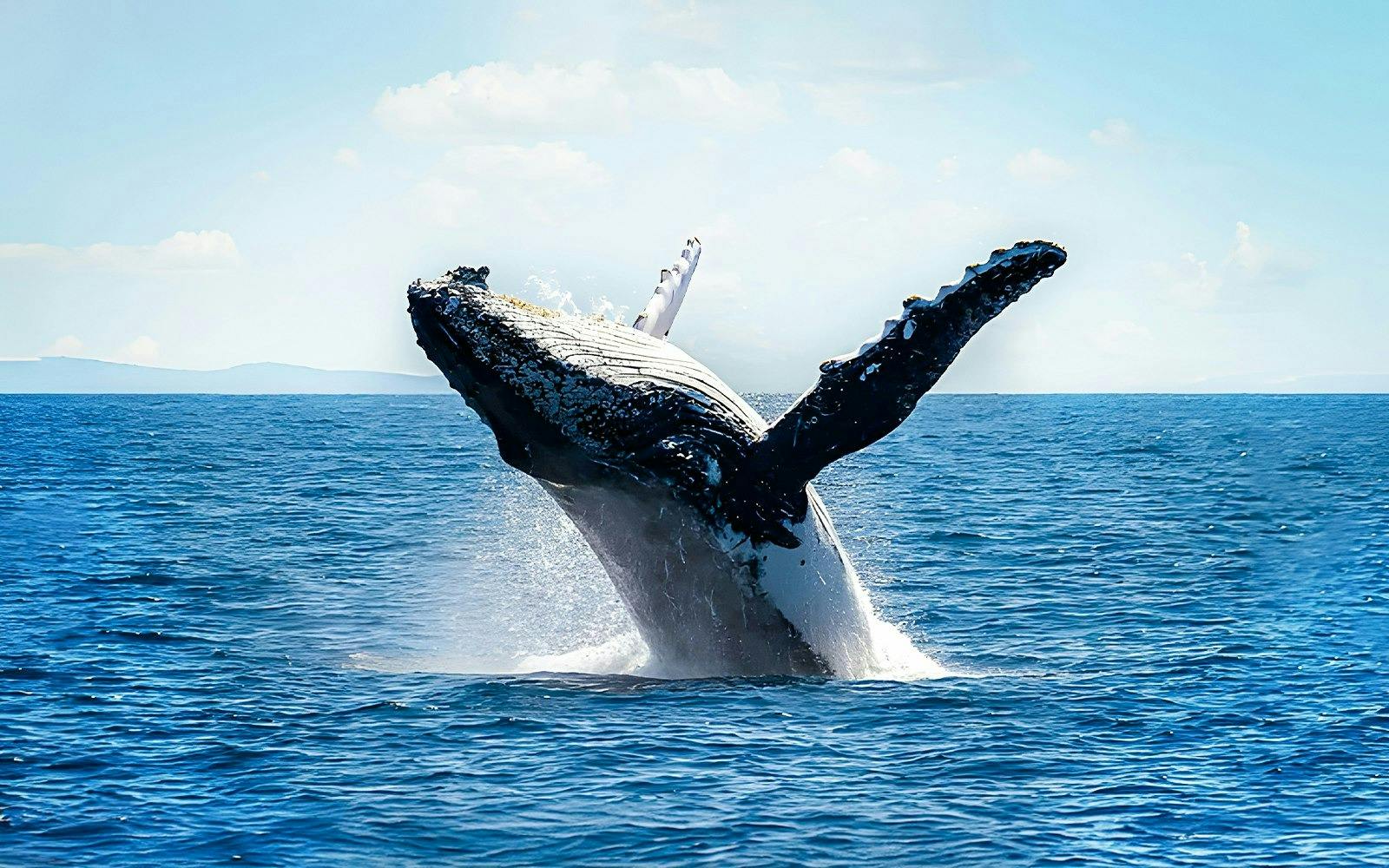 Tangalooma Wrecks & Dolphin Cruise with Transfer 