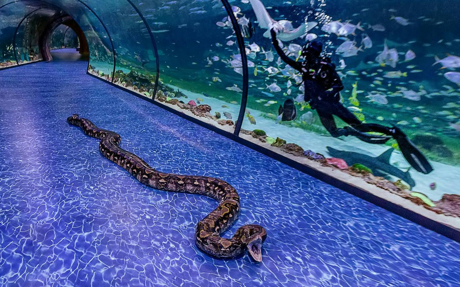 The National Aquarium Abu Dhabi Ticket Review