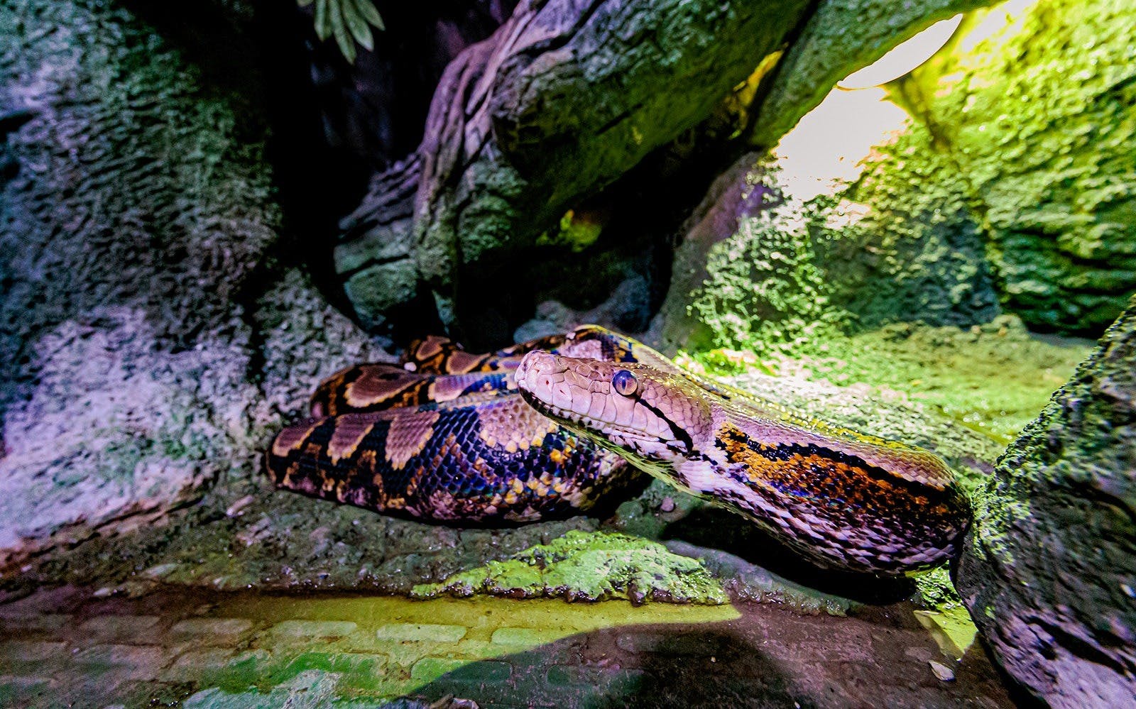 COMBO: The National Aquarium & Butterfly Gardens Abu Dhabi Ticket 