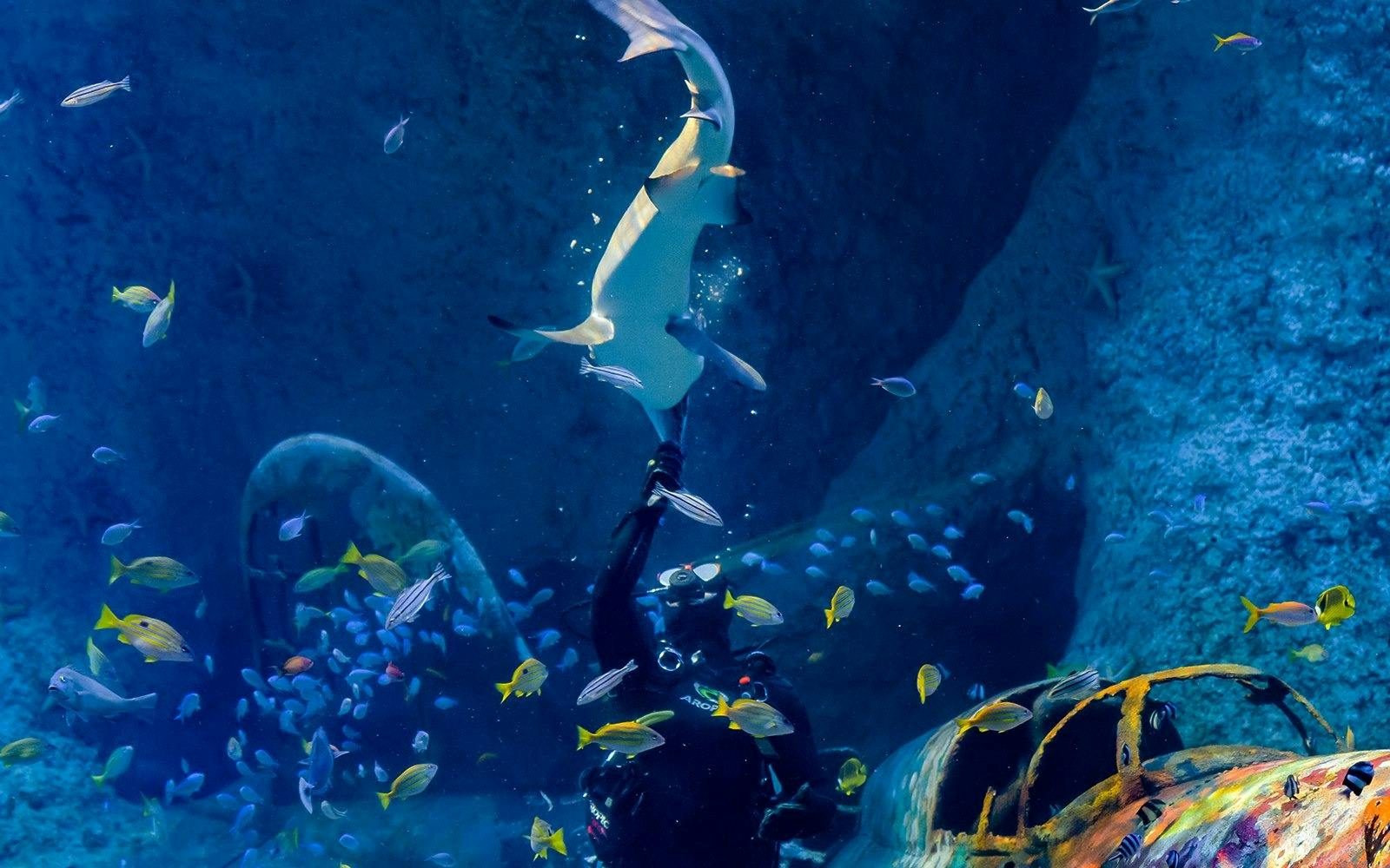 The National Aquarium Abu Dhabi Ticket Category