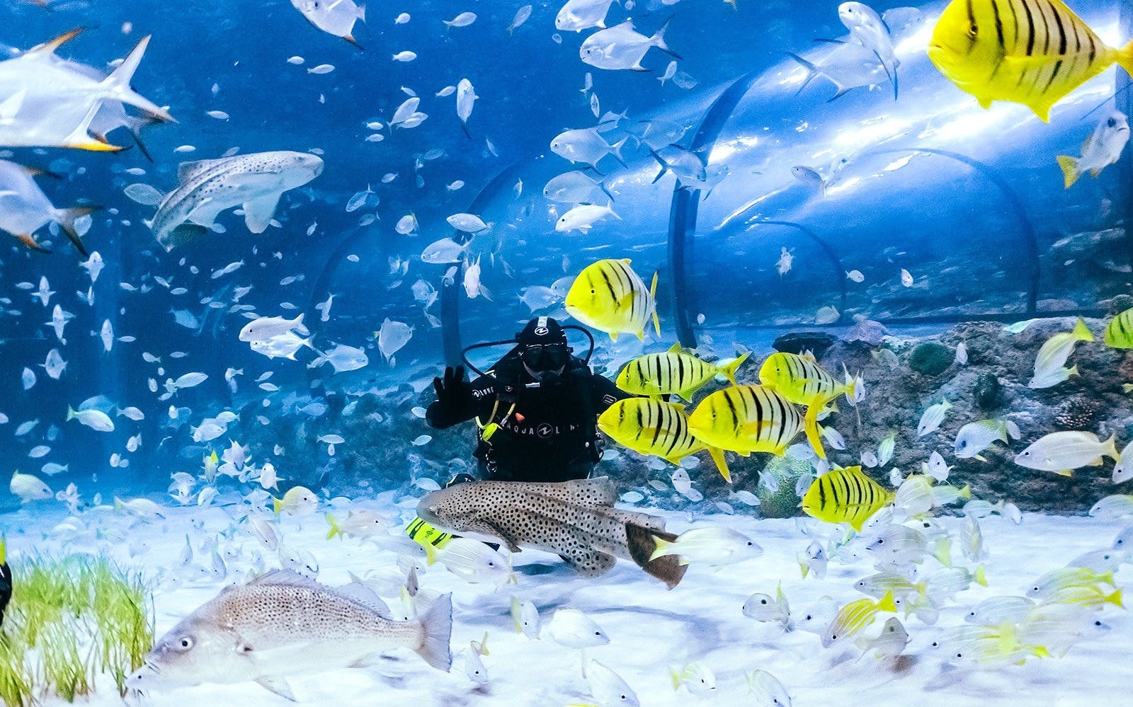 COMBO: The National Aquarium & Butterfly Gardens Abu Dhabi Ticket
