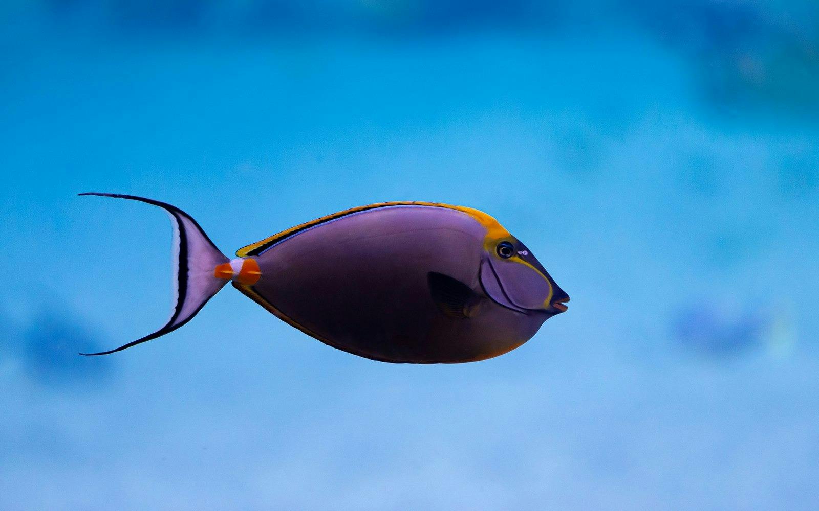 The National Aquarium Abu Dhabi Ticket 