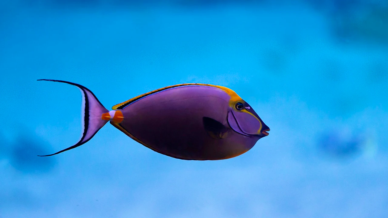 The National Aquarium Abu Dhabi Ticket