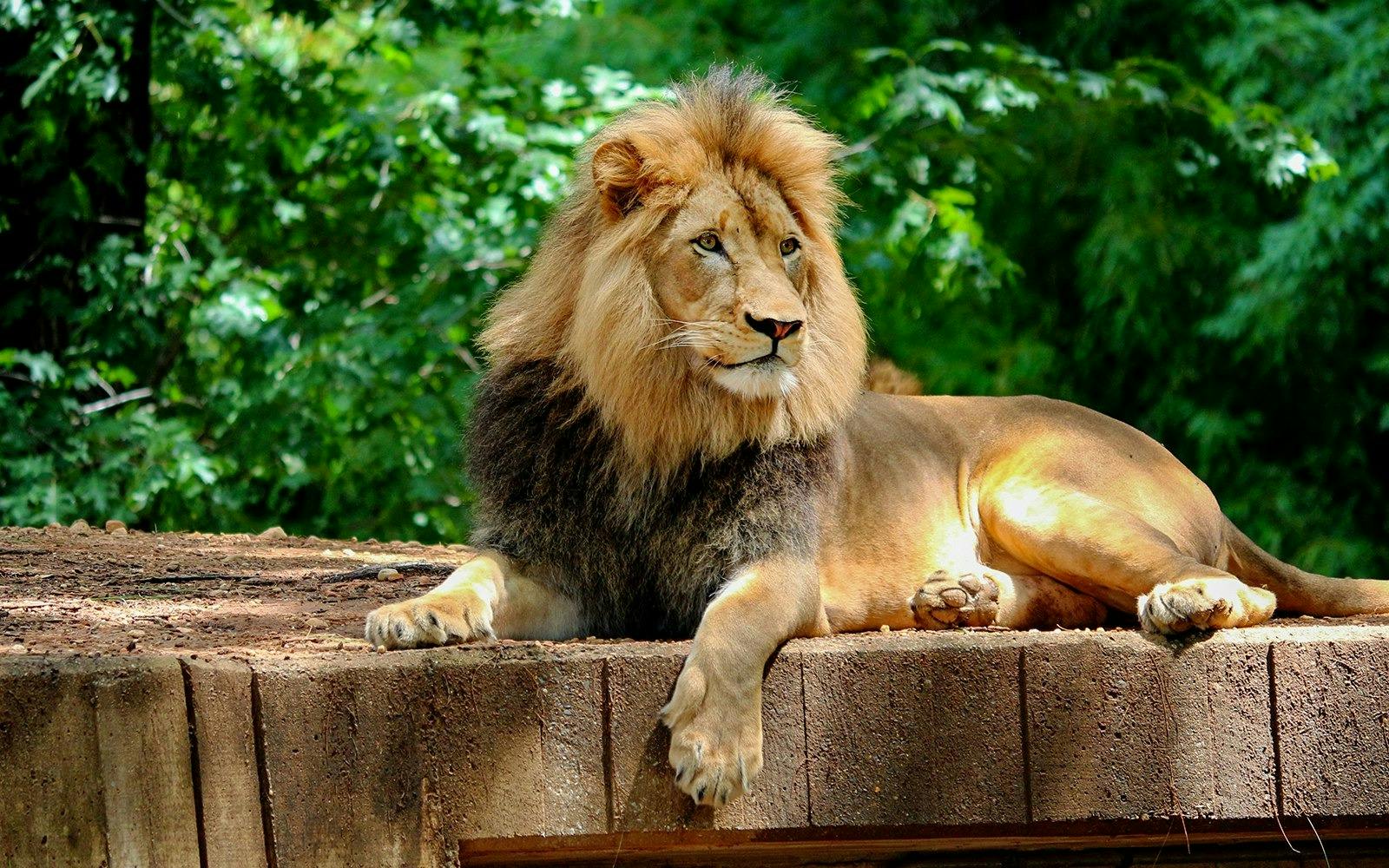 Bioparco Rome Tickets Review