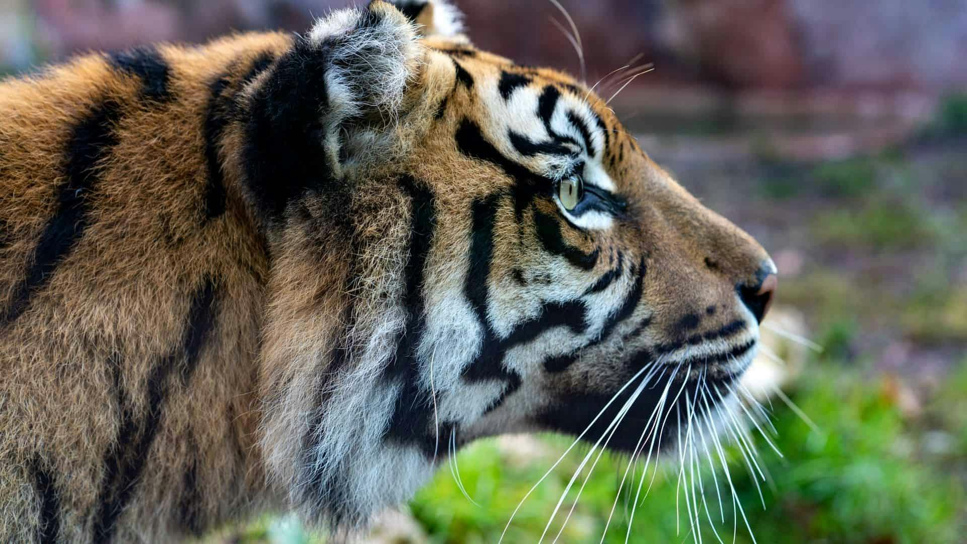 Bioparco Rome Tickets 