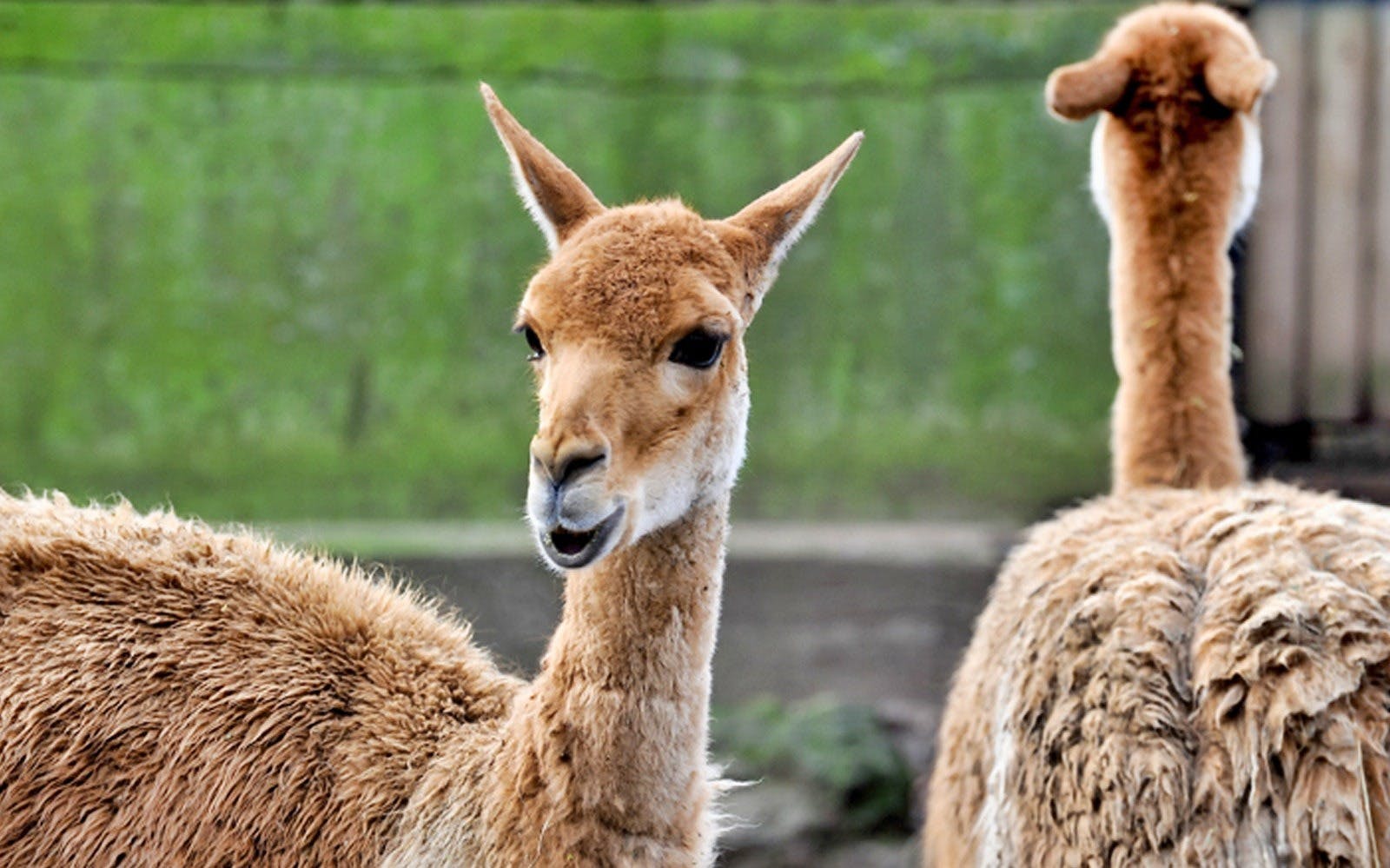 Bioparco Rome Tickets