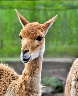 Bioparco Rome Tickets