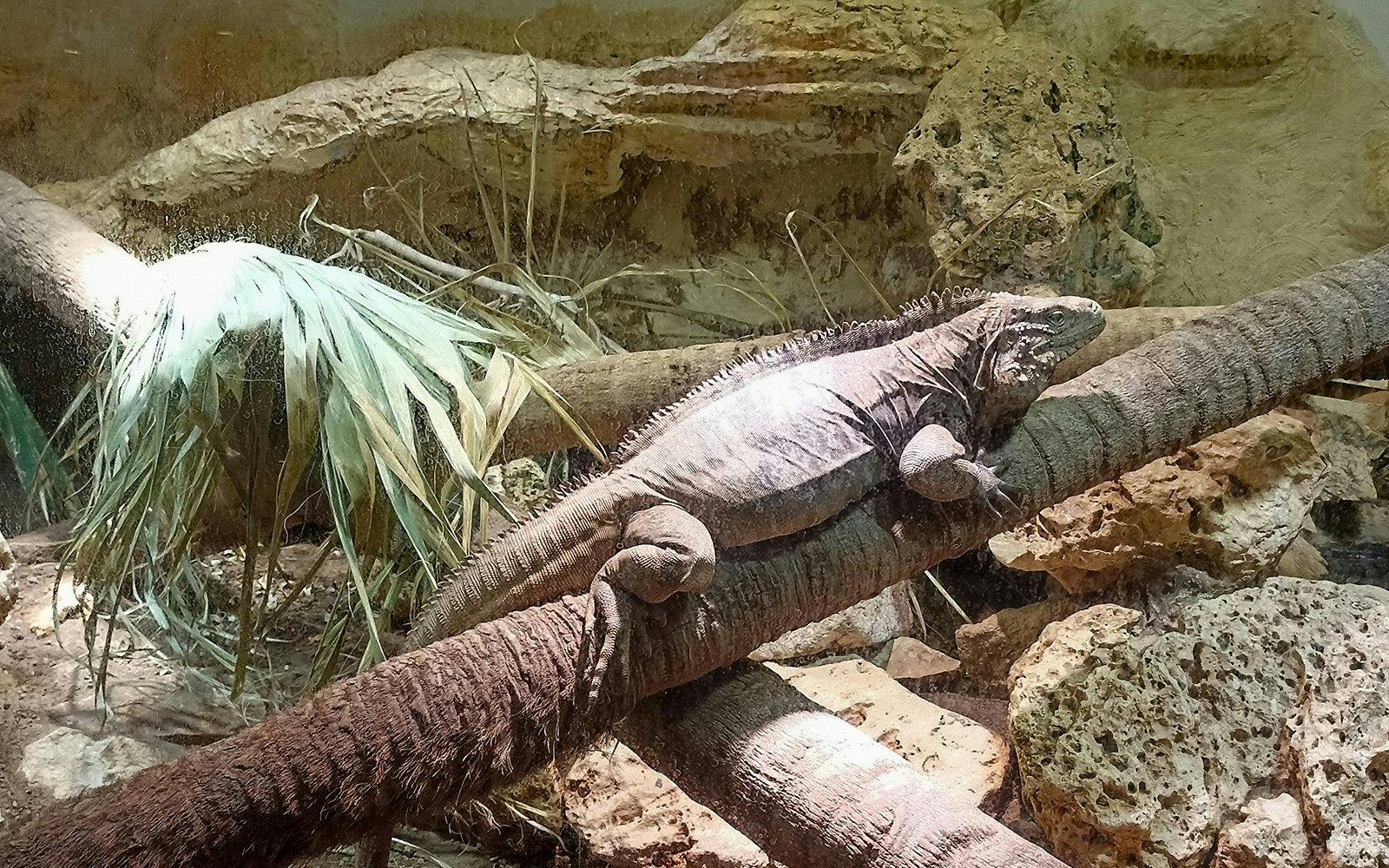 Bioparco Rome Tickets Category