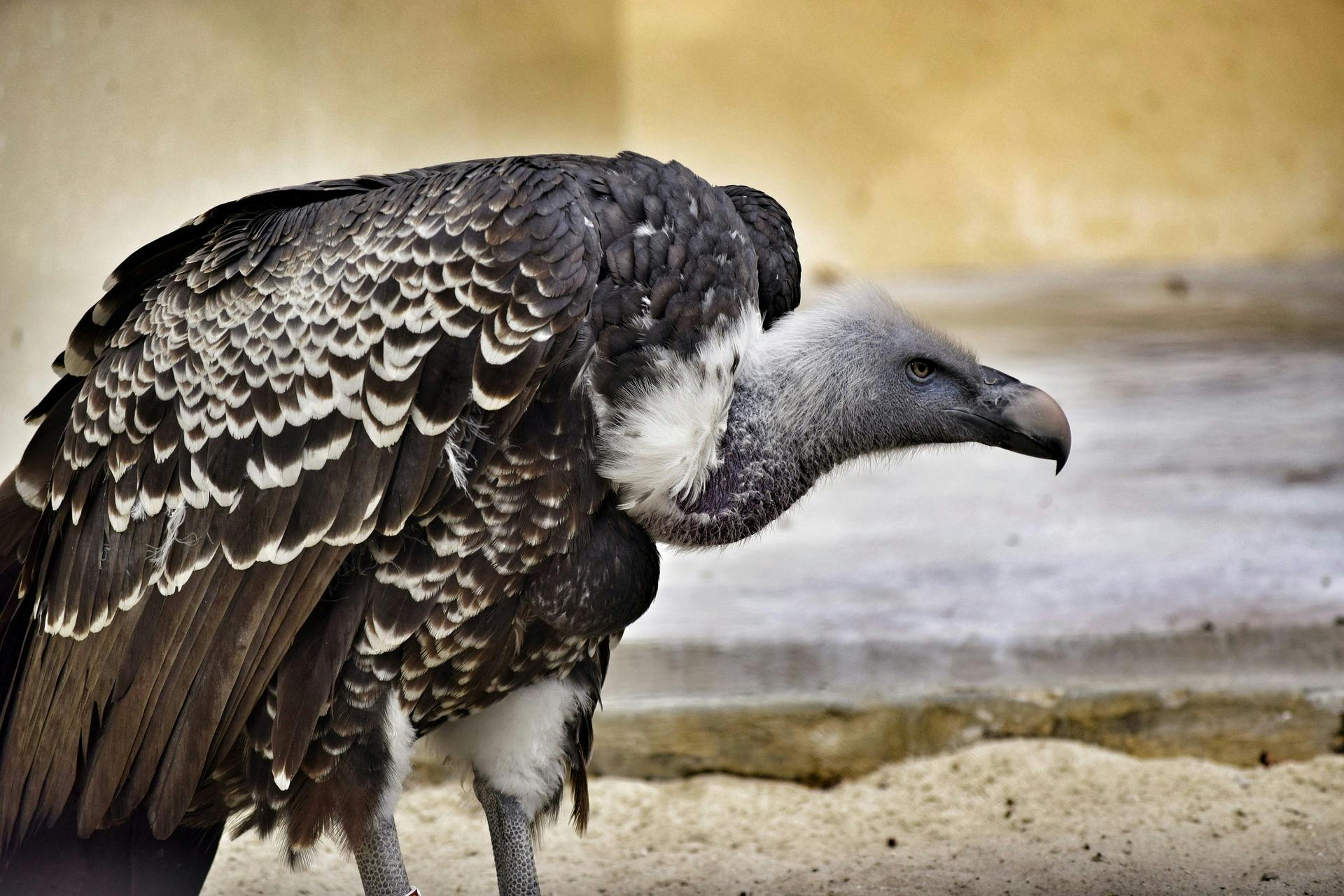 Bioparco Rome Tickets 