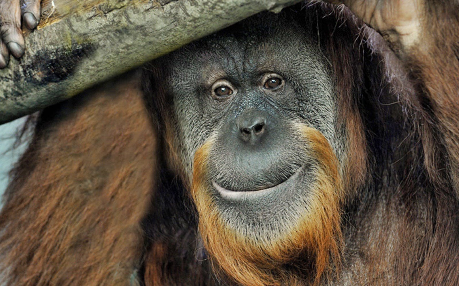 Bioparco Rome Tickets 