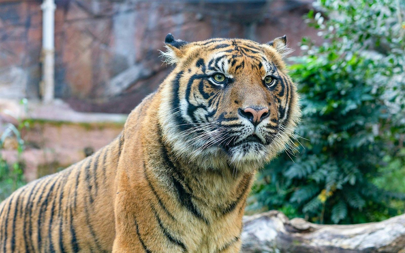 Bioparco Rome Tickets 