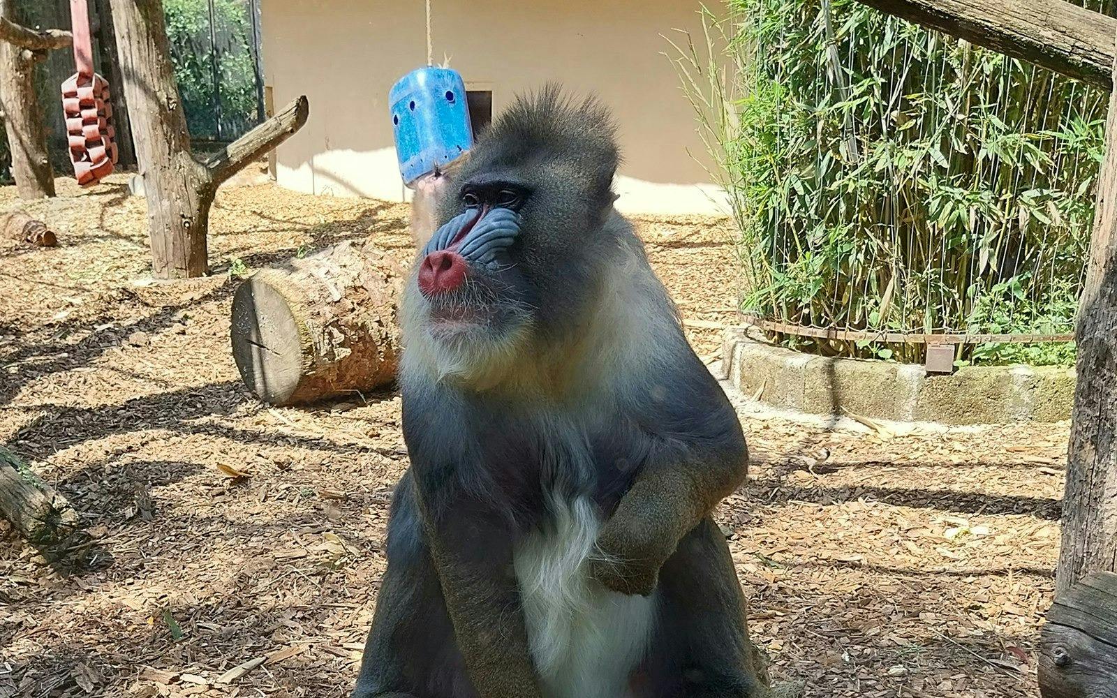Bioparco Rome Tickets Discount