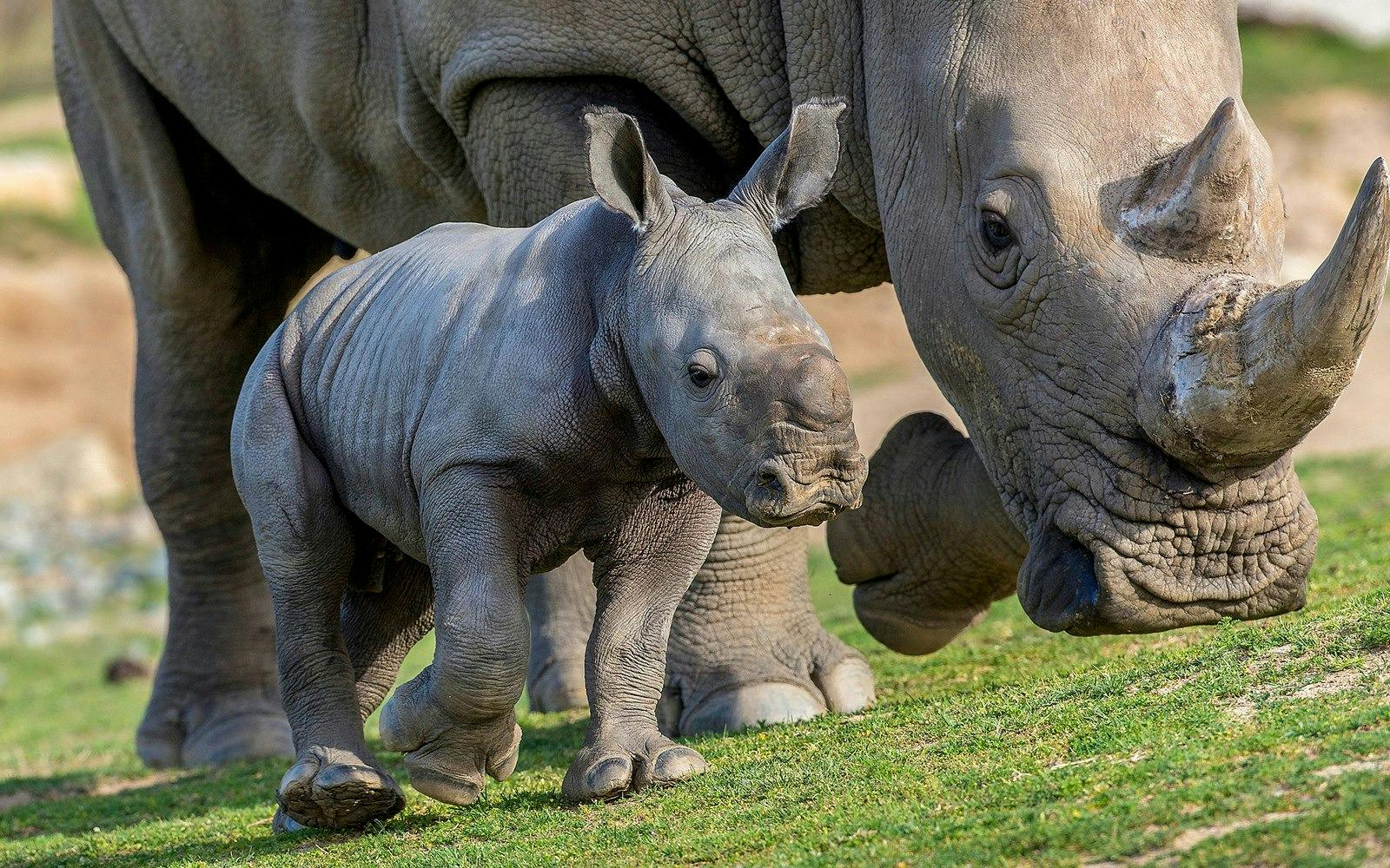 Bioparco Rome Tickets 