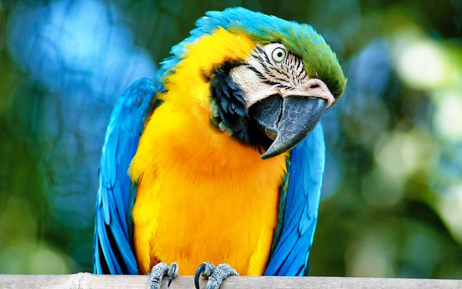 Bioparco Rome Tickets 