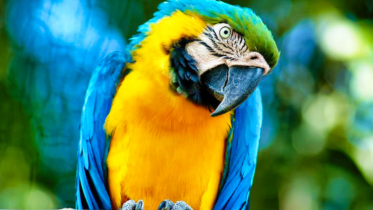 Bioparco Rome Tickets