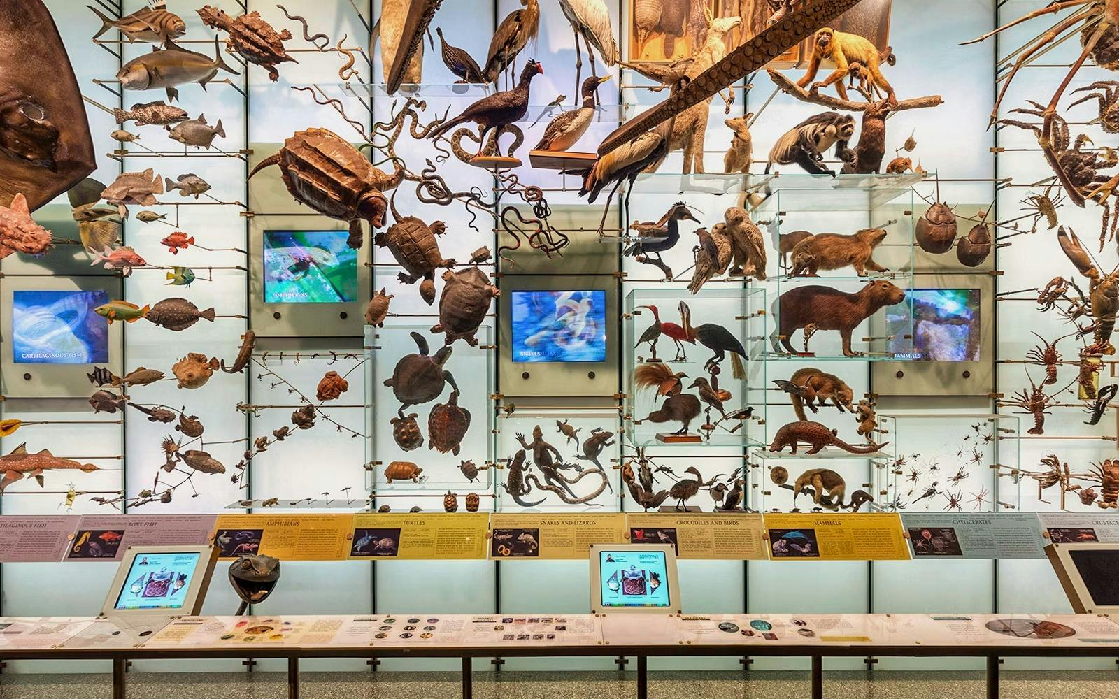 Academy Museum + Natural History Museum Ticket  