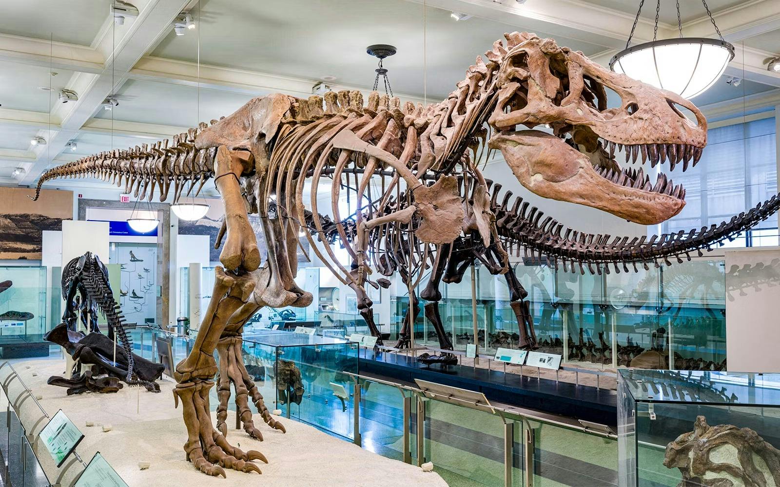 Academy Museum + Natural History Museum Ticket  