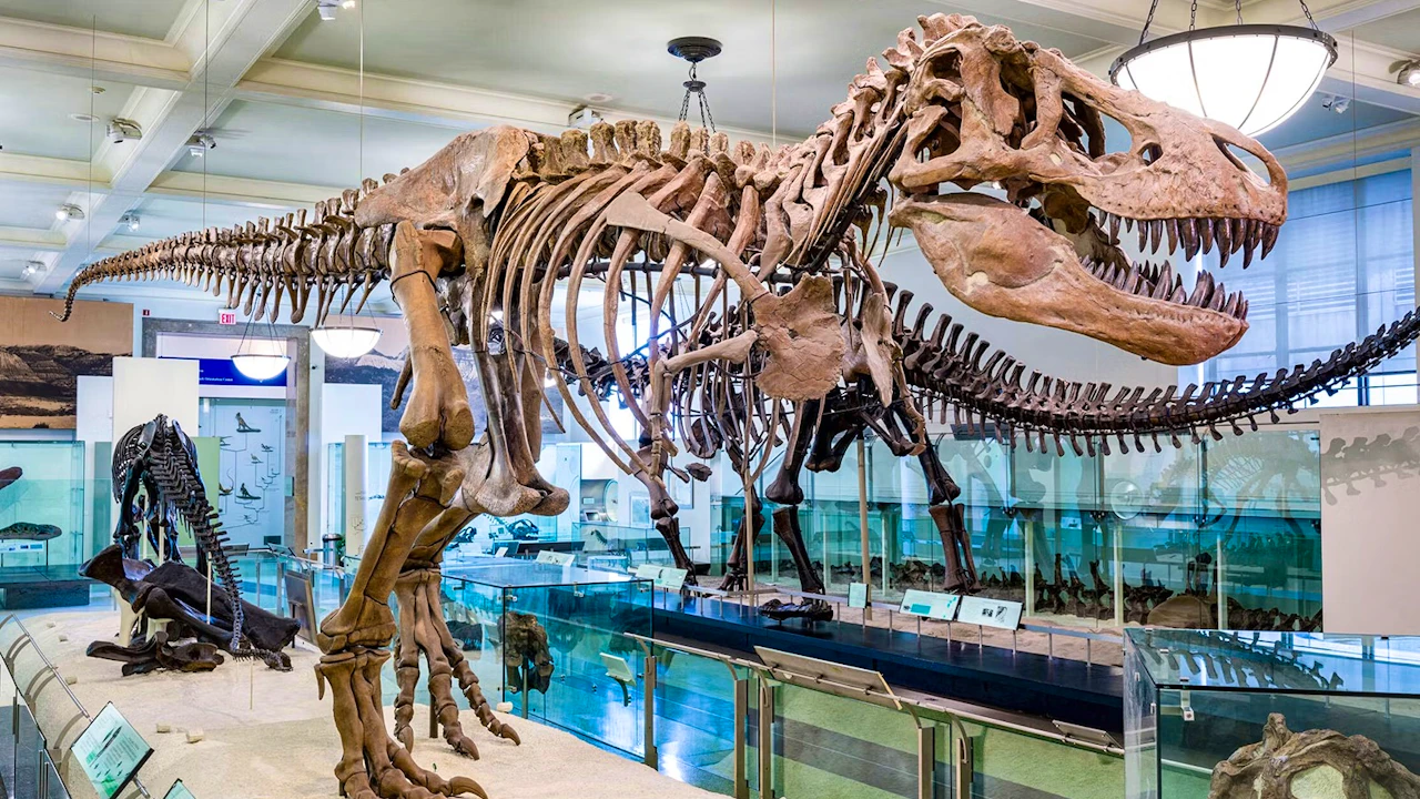 Academy Museum + Natural History Museum Ticket