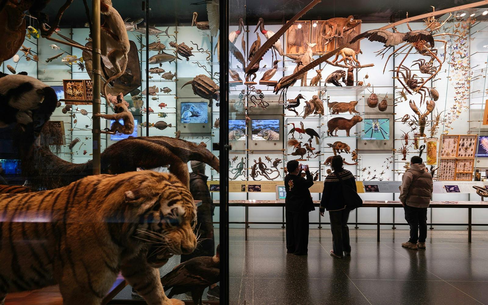 Academy Museum + Natural History Museum Ticket  