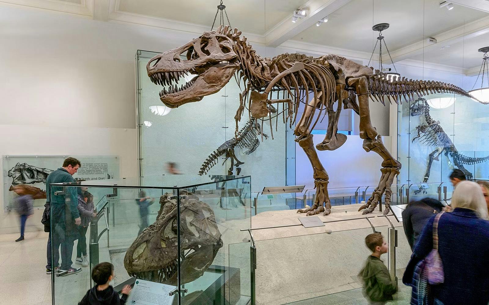 Academy Museum + Natural History Museum Ticket  Review