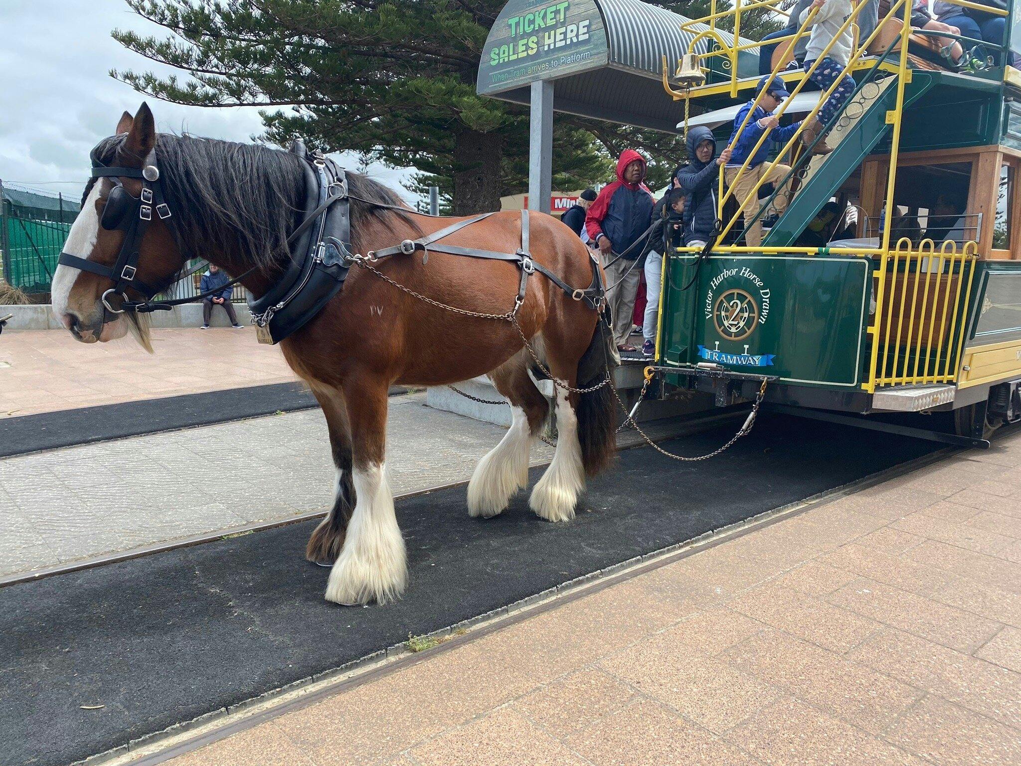 Victor Harbor and Southern Highlights Tour 