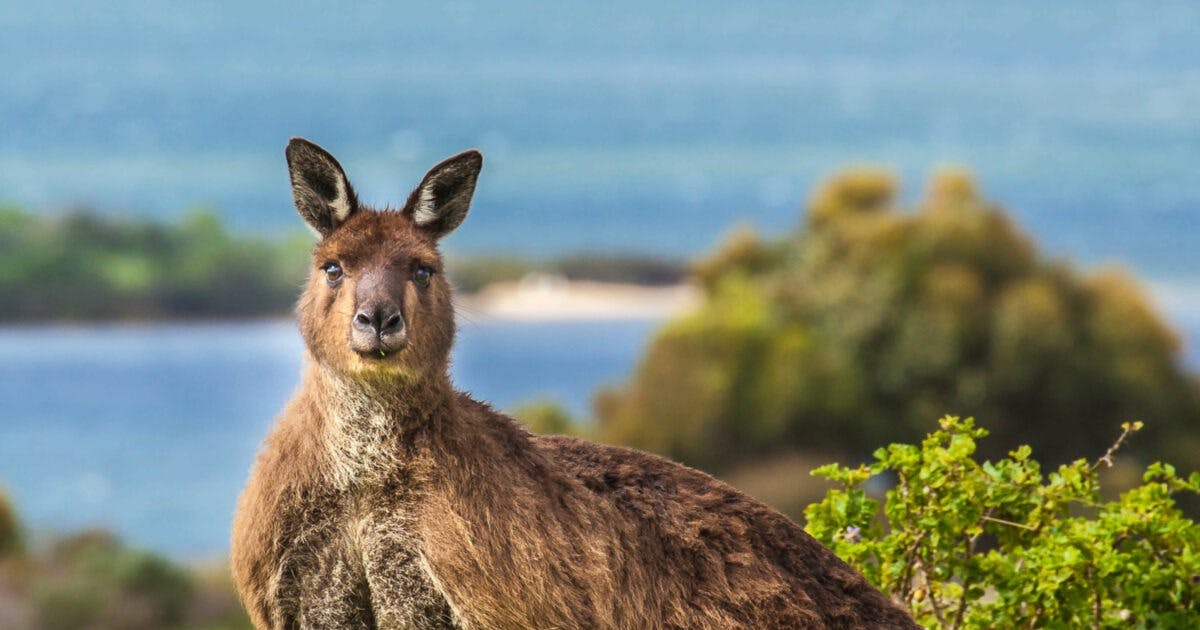 Kangaroo Island Experience Day Tour Ticket