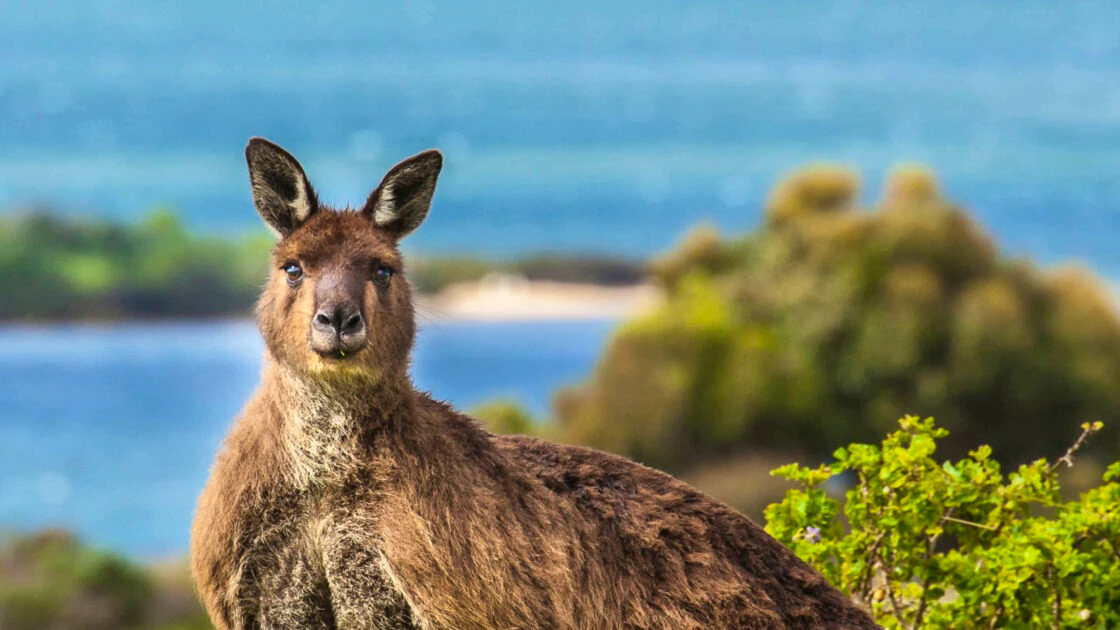 Kangaroo Island Experience Day Tour Ticket