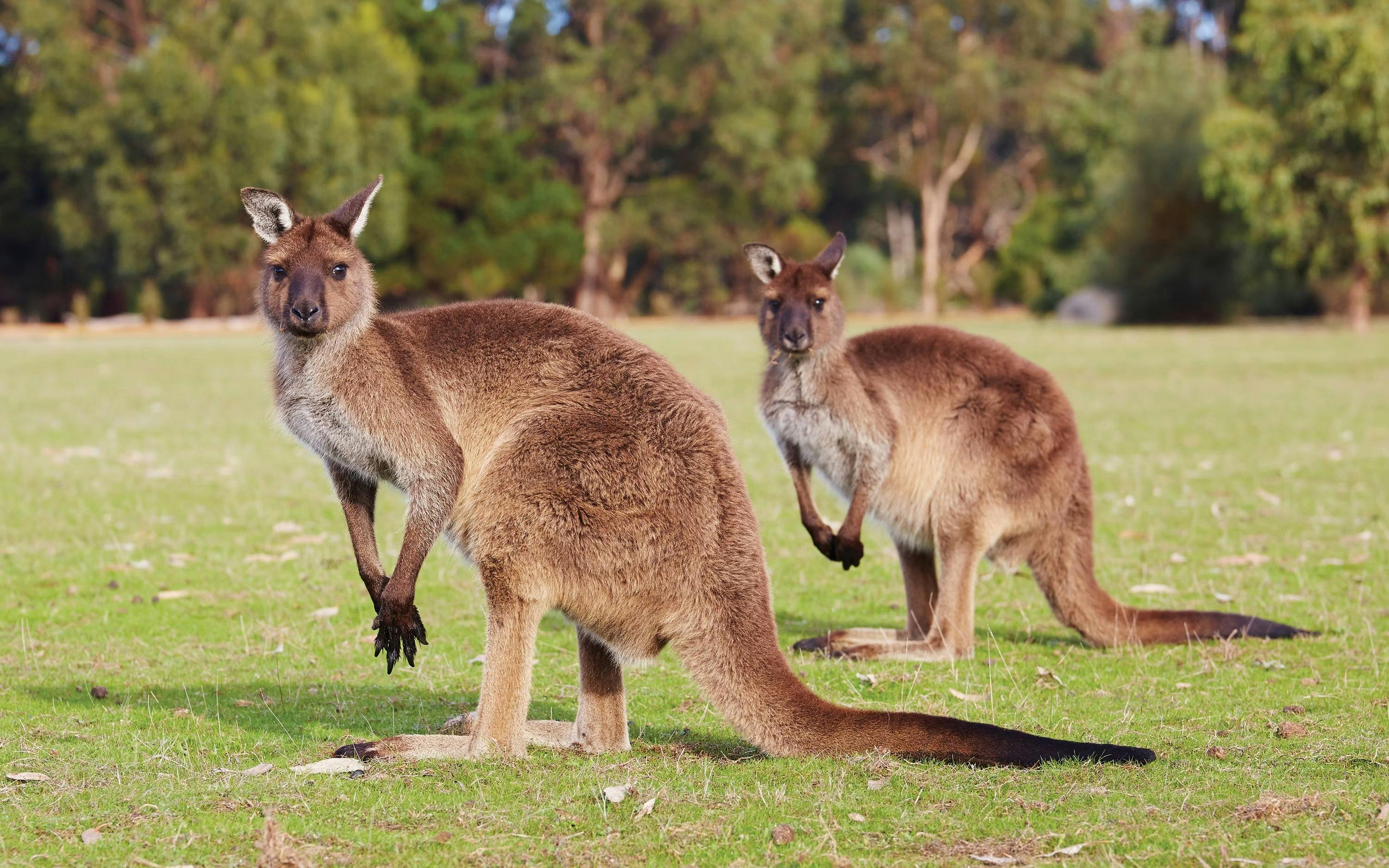 Kangaroo Island Experience Day Tour Thrillark