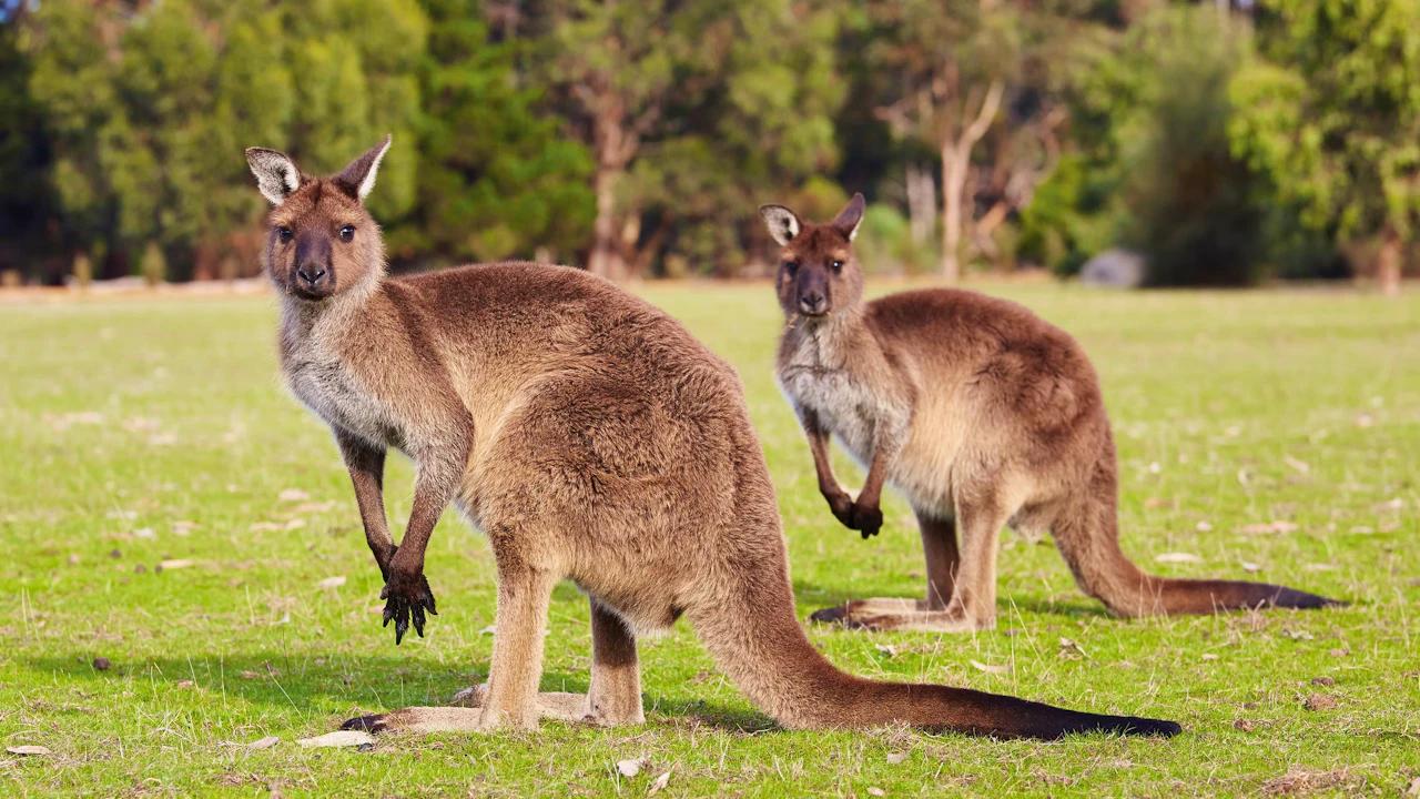 Kangaroo Island Experience Day Tour Thrillark