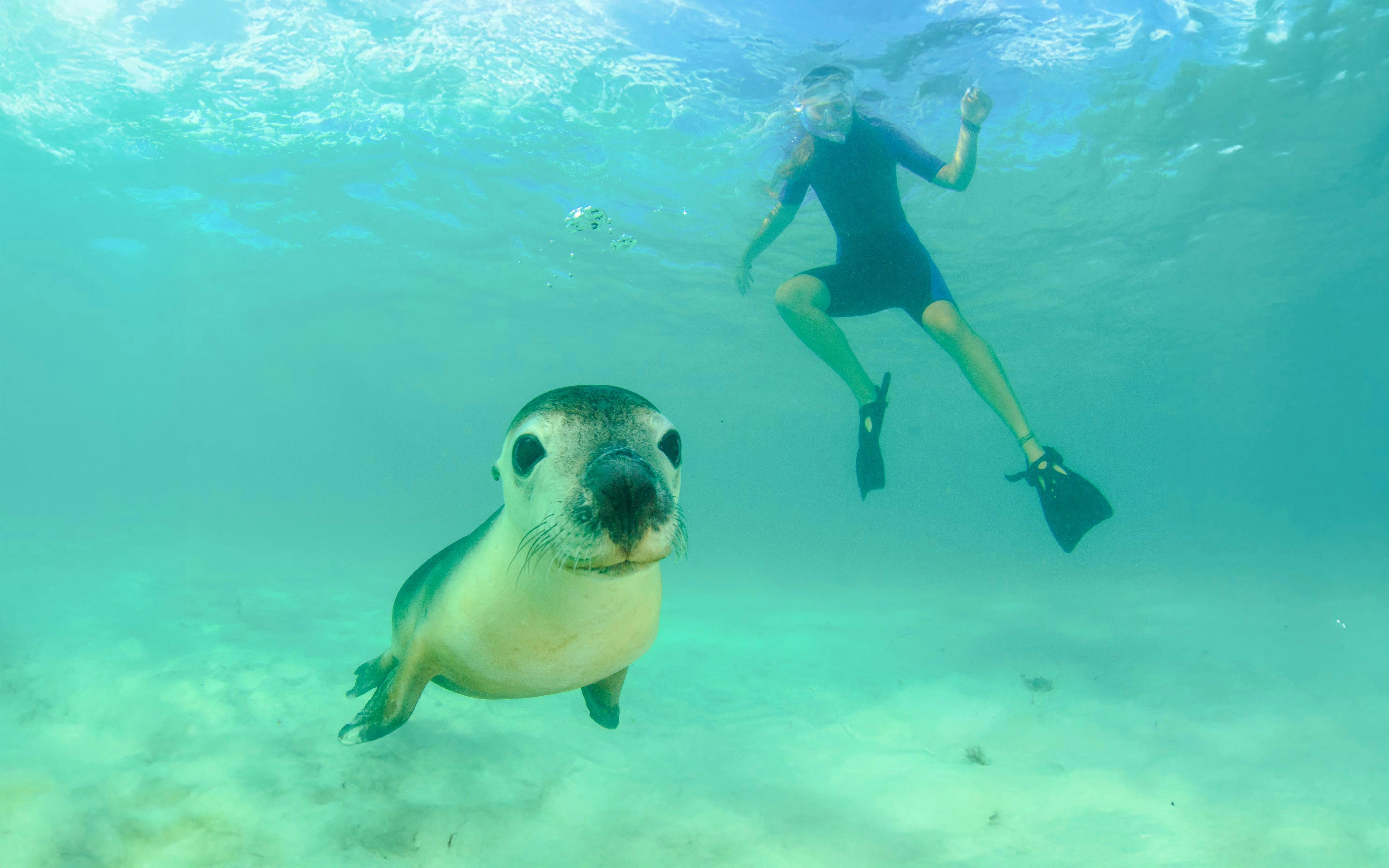 Kangaroo Island Experience Day Tour 