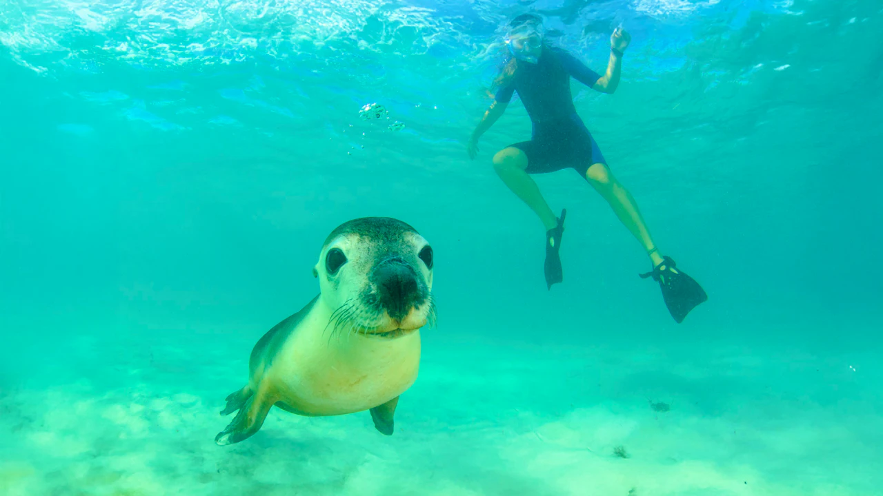 Kangaroo Island Experience Day Tour