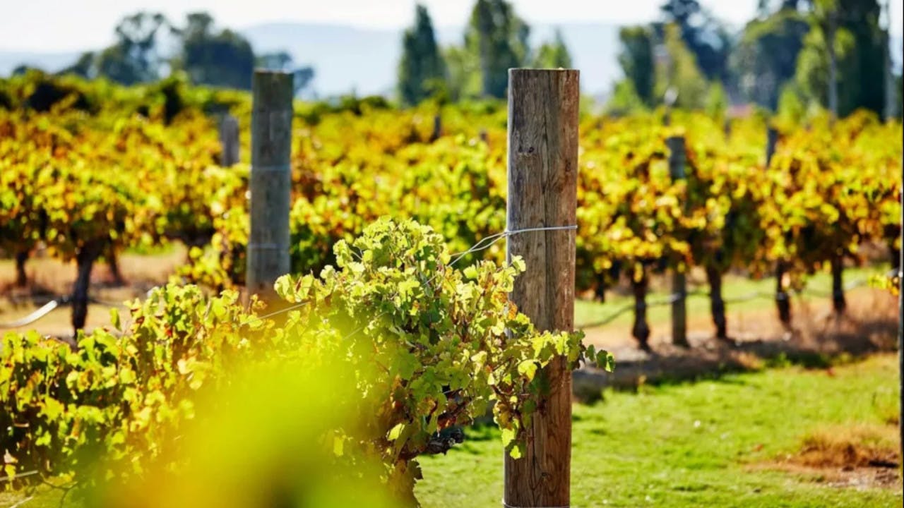 Captain Cook: Swan Valley Wine Cruise Category