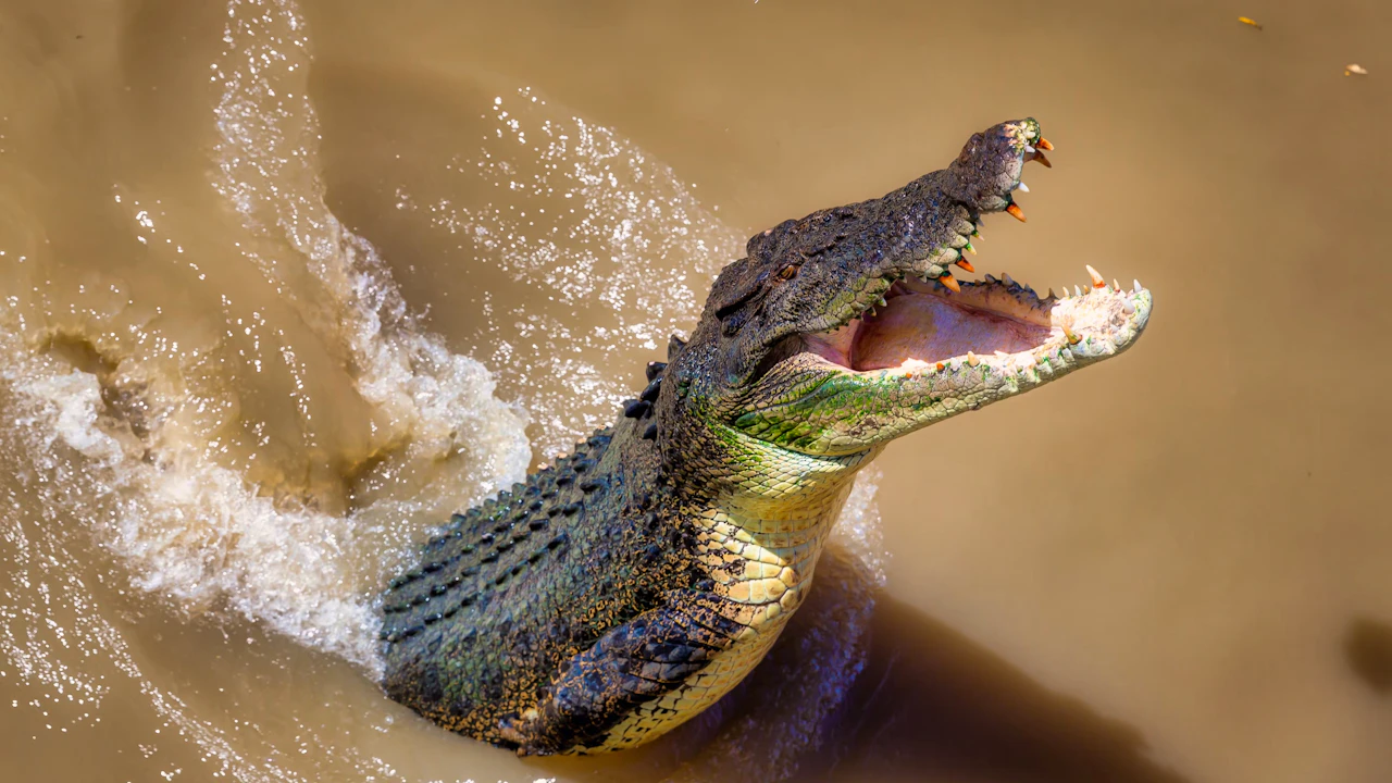 Spectacular Jumping Crocodile Cruise Ticket Price