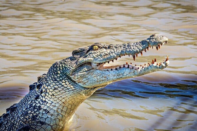 Spectacular Jumping Crocodile Cruise Ticket Review
