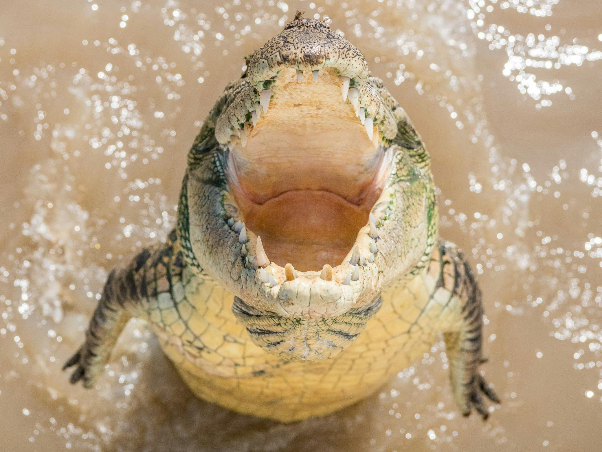 Spectacular Jumping Crocodile Cruise Ticket Category