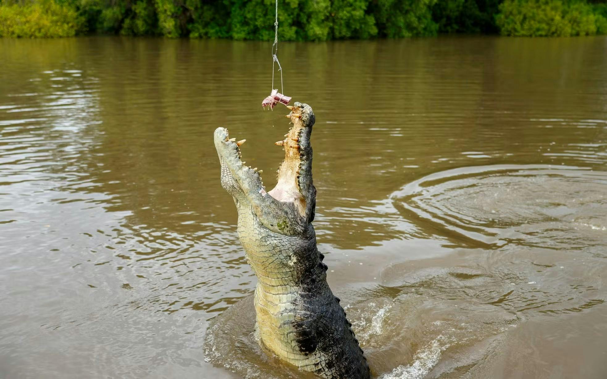 Spectacular Jumping Crocodile Cruise Ticket Price