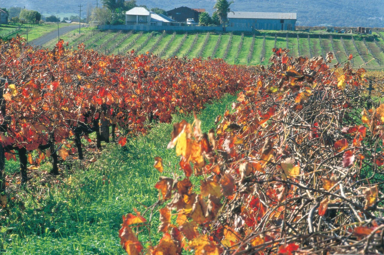 Swan Valley Half-Day Wine and Chocolate Tasting Tour Discount