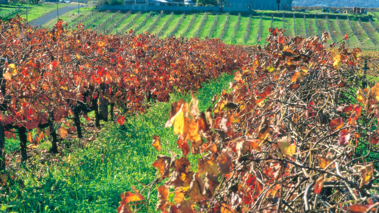 Swan Valley Half-Day Wine and Chocolate Tasting Tour Discount