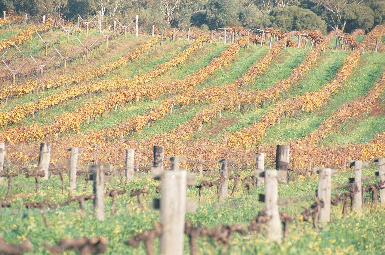 Swan Valley Half-Day Wine and Chocolate Tasting Tour Thrillark