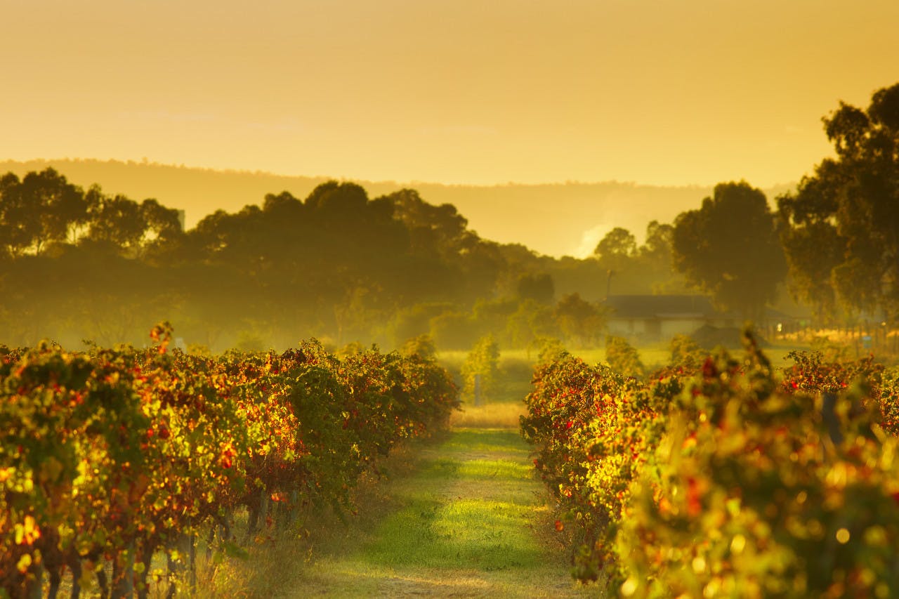 Swan Valley Half-Day Wine and Chocolate Tasting Tour