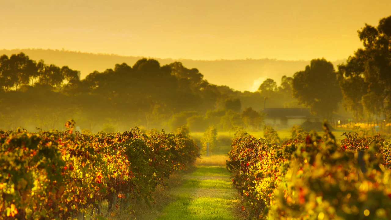 Swan Valley Half-Day Wine and Chocolate Tasting Tour