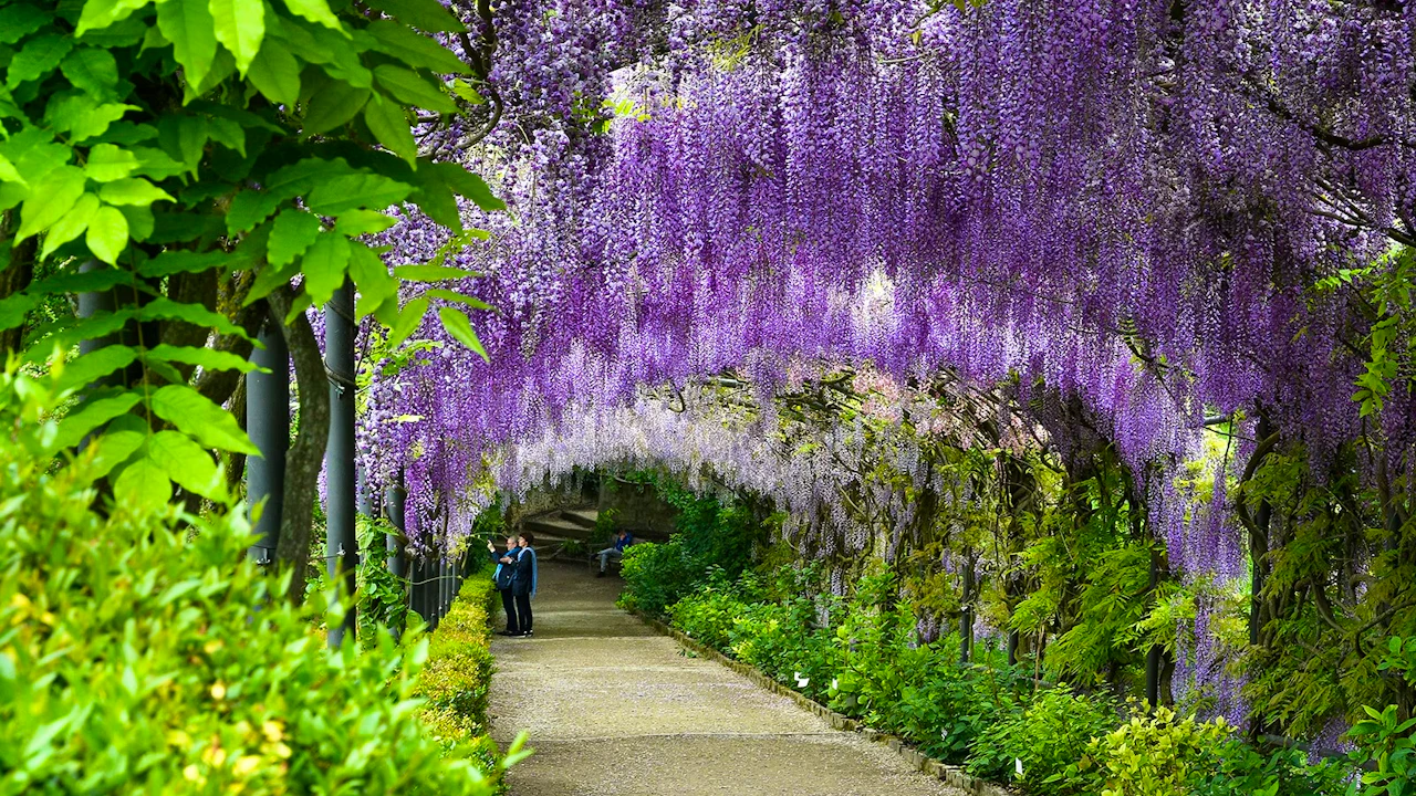 Boboli Gardens Guided Tour & Pitti Palace Entry Ticket Thrillark