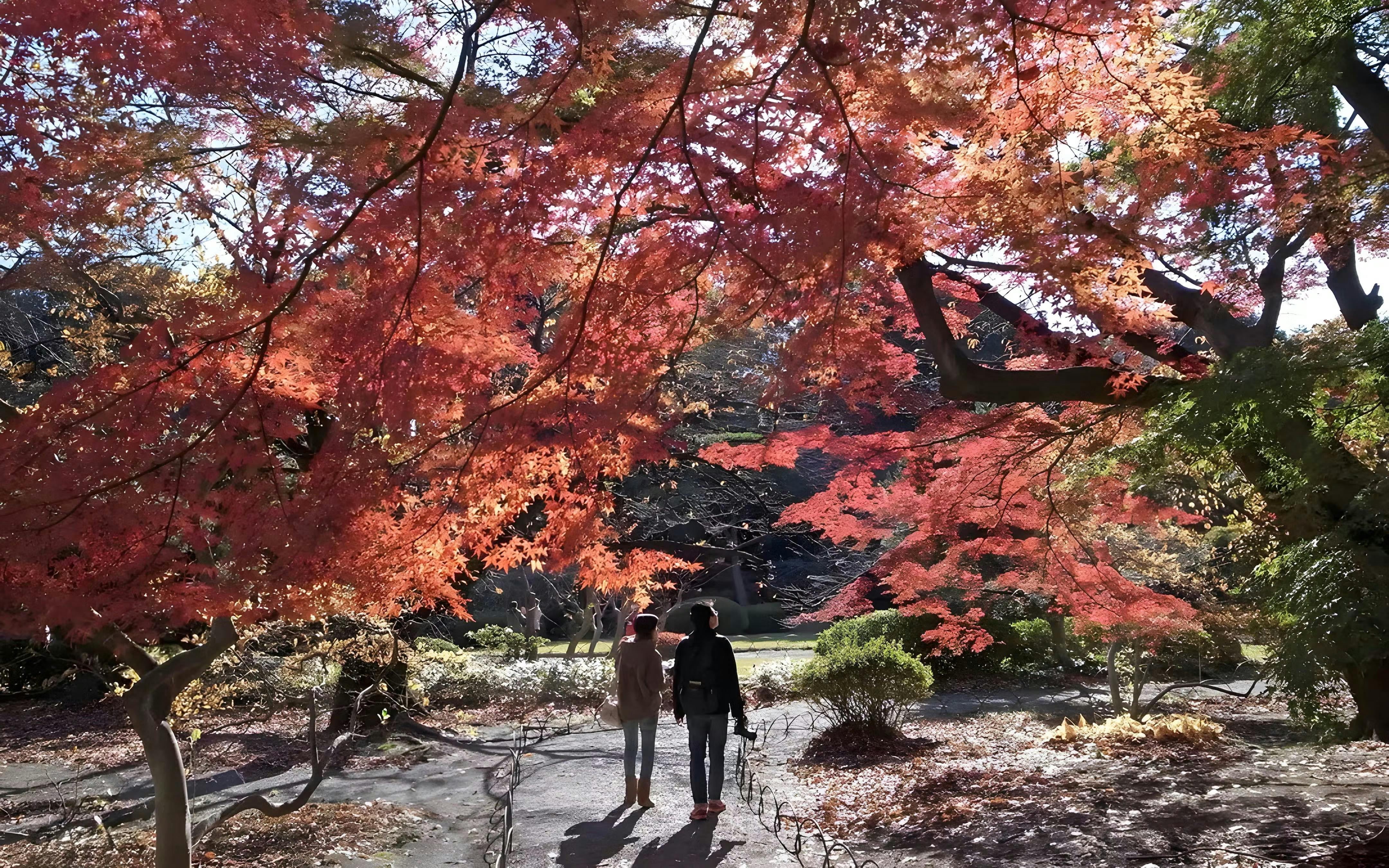 Shinjuku Gyoen National Garden Ticket Thrillark