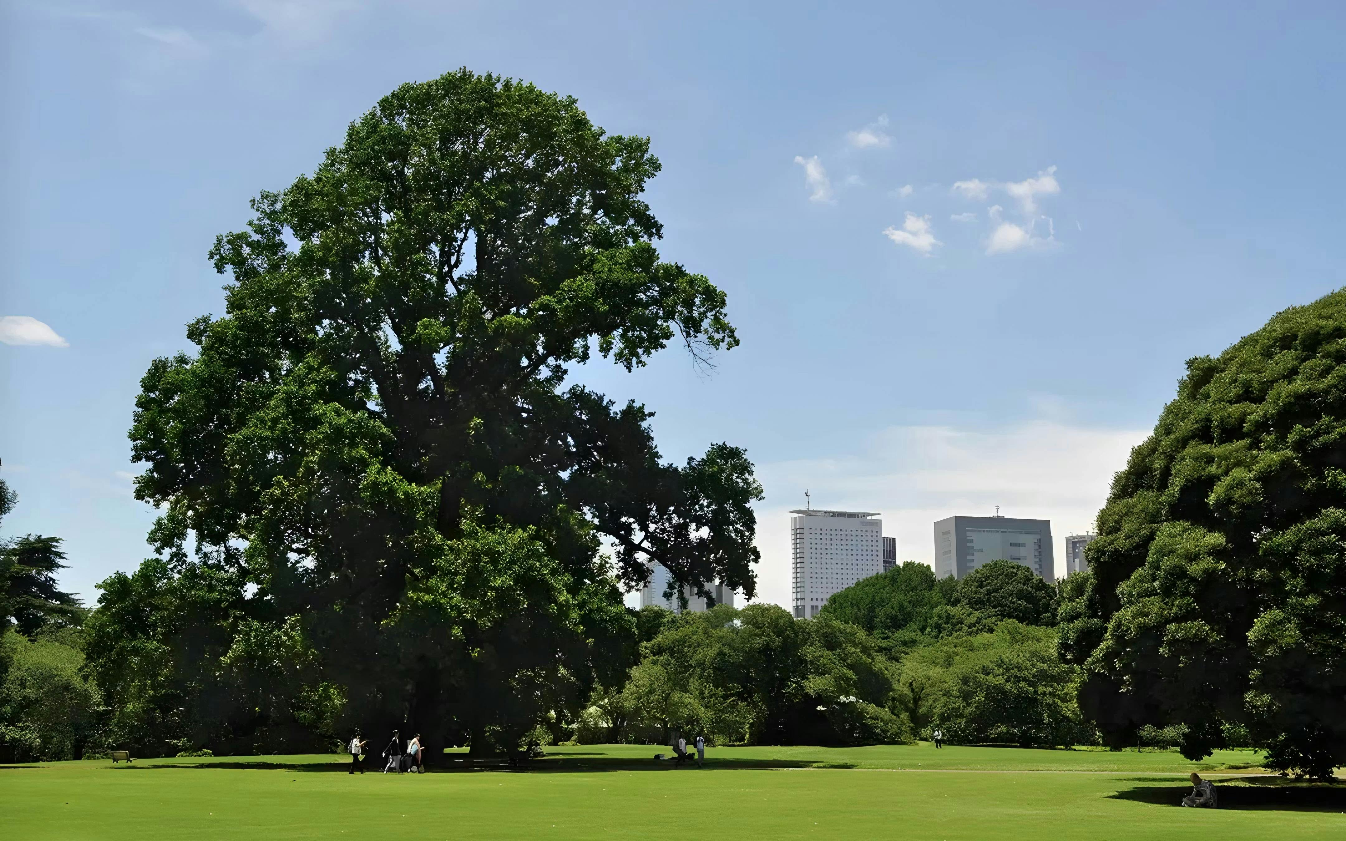 Shinjuku Gyoen National Garden Ticket Price