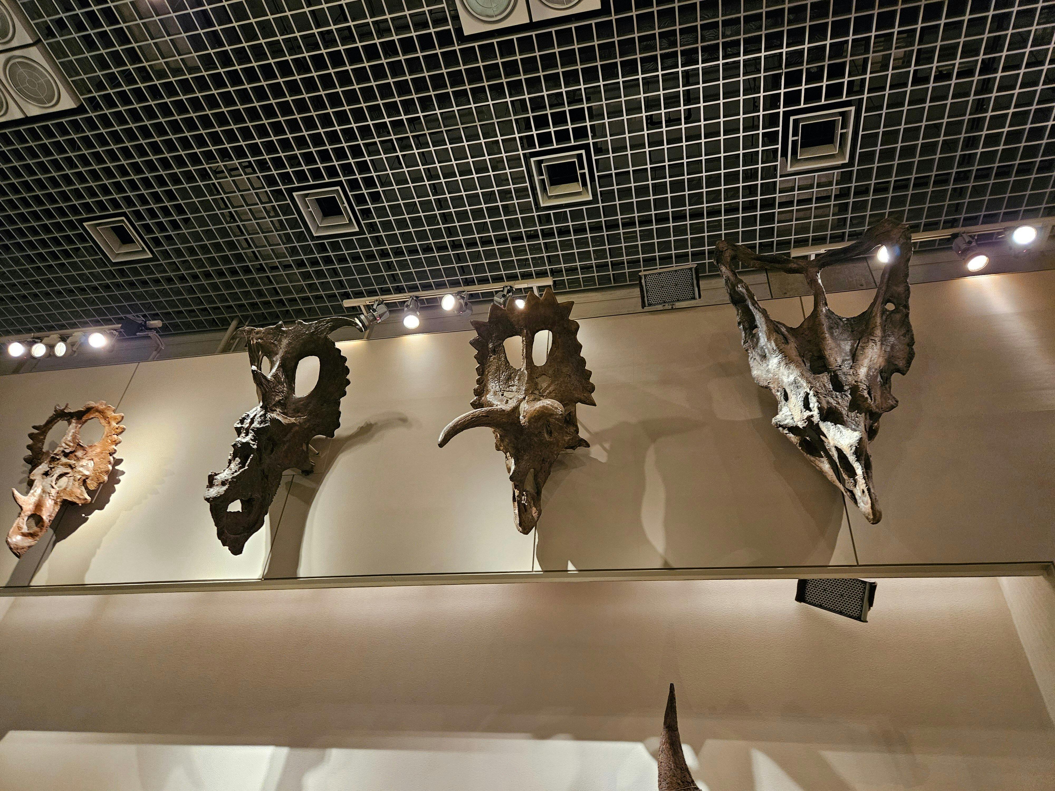 National Museum of Nature and Science Ticket Location