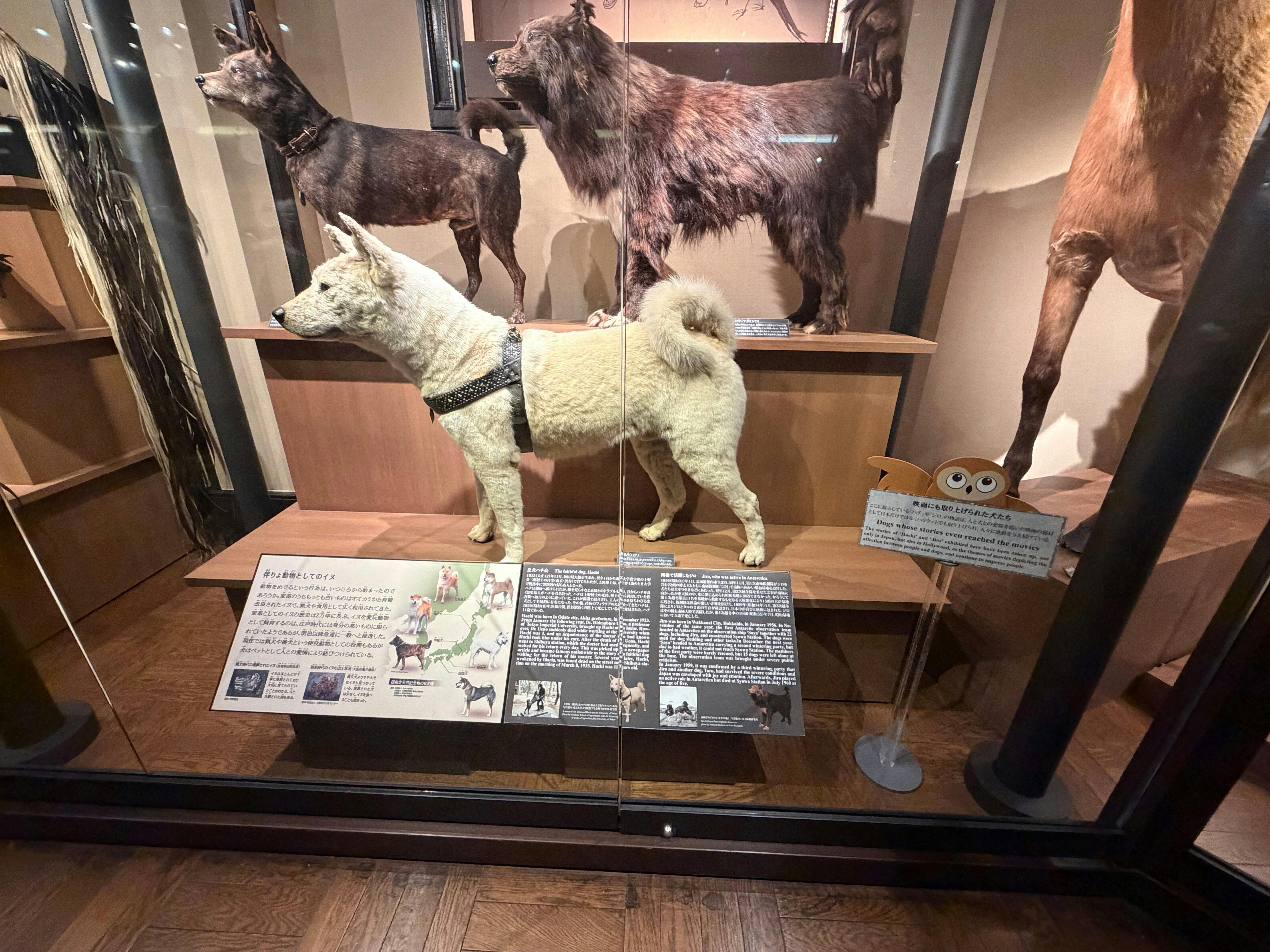 National Museum of Nature and Science Ticket 